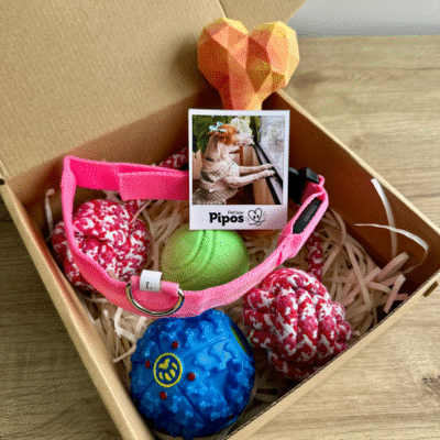 Pet box terreneitor hembra