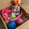 Pet box terreneitor hembra