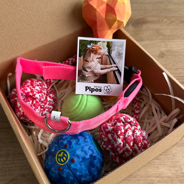 Pet box terreneitor hembra